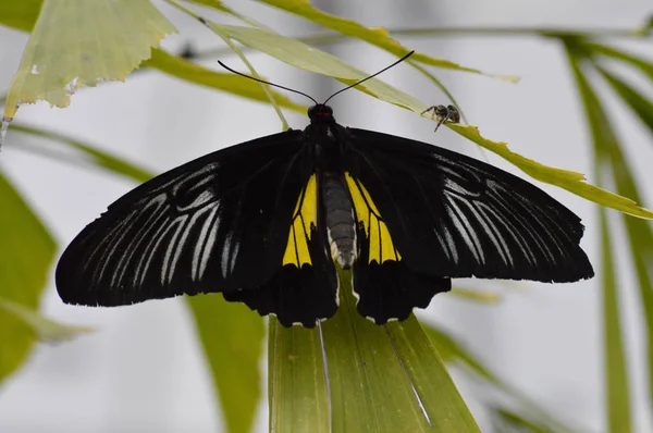 Mariposa en el jardín —  Fotos de Stock