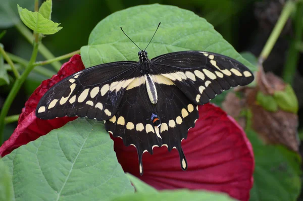 Motyl w ogrodzie — Zdjęcie stockowe