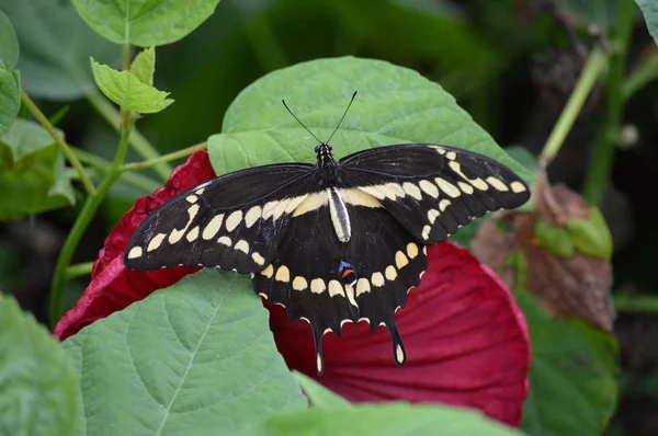 Mariposa en el jardín —  Fotos de Stock