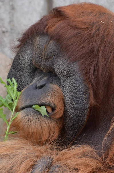 Açık havada orangutan.