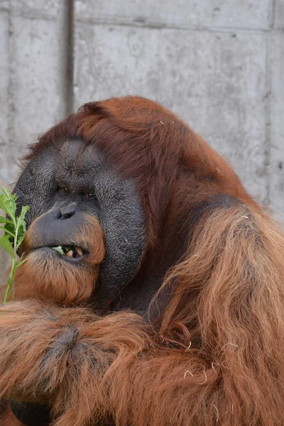 Açık havada orangutan.