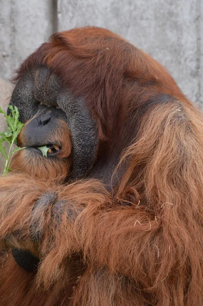 Açık havada orangutan.