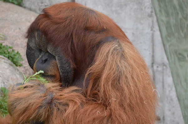 Orangutan in the outdoor — стоковое фото