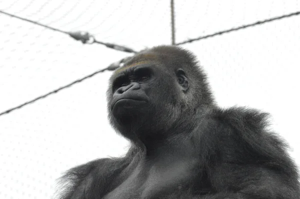 Gorilla im Freien — Stockfoto