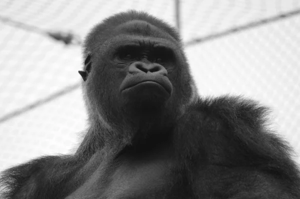 Gorilla in the outdoors — Stock Photo, Image