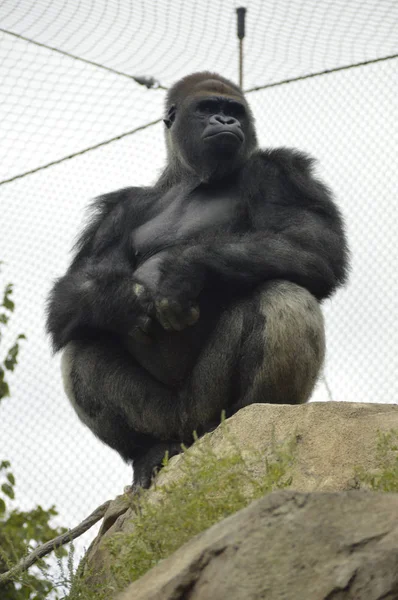 Gorilla im Freien — Stockfoto