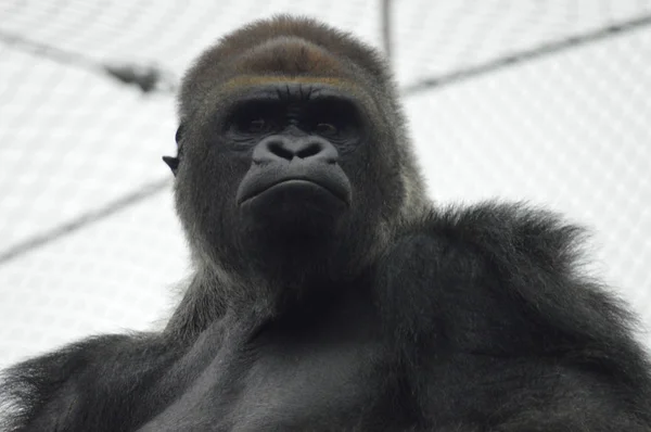 Gorilla in de buitenlucht — Stockfoto