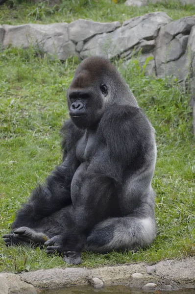 Gorilla i naturen — Stockfoto