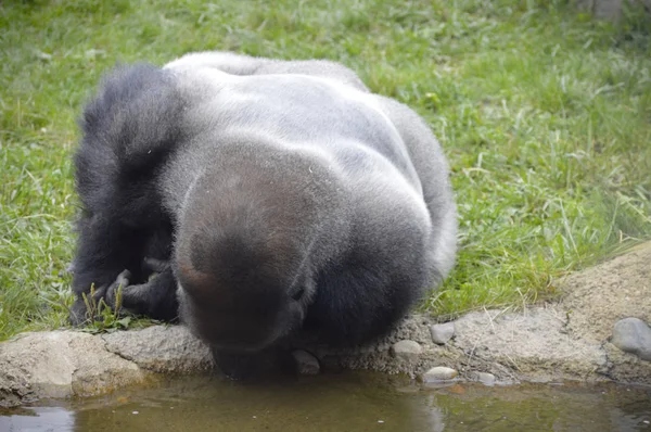 Gorilla ulkona. — kuvapankkivalokuva