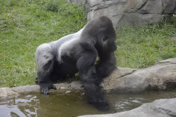 Gorila al aire libre — Foto de Stock