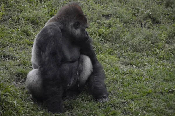 Goril açık havada — Stok fotoğraf