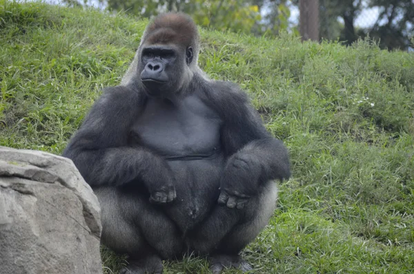 Gorilla im Freien — Stockfoto