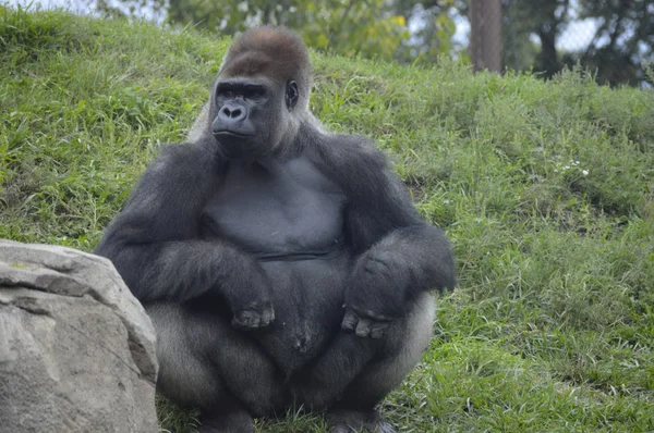 Goril açık havada