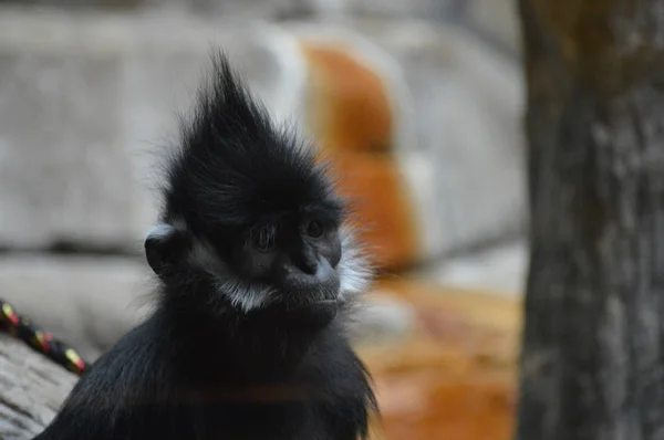 Francois Langur aap — Stockfoto