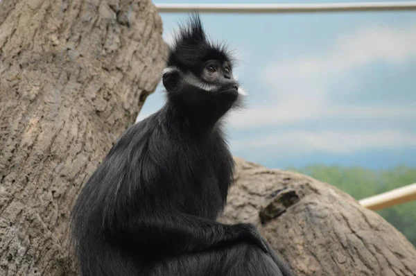 Francois Langur aap — Stockfoto