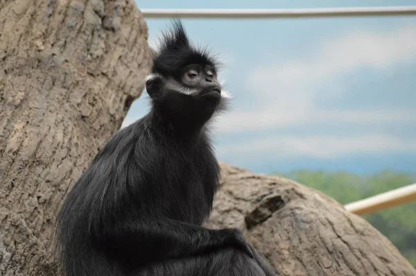 Francois Langur maymun