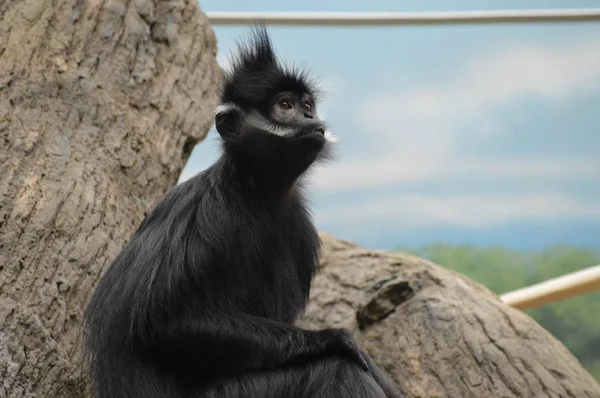 Francois Langur aap — Stockfoto