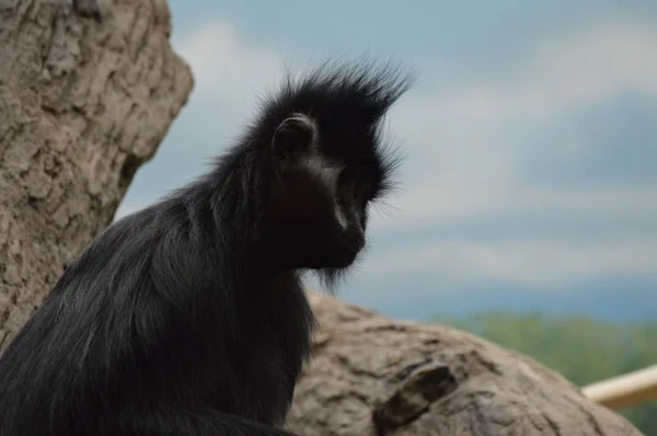 Francois Langur Monkey — Stock Photo, Image