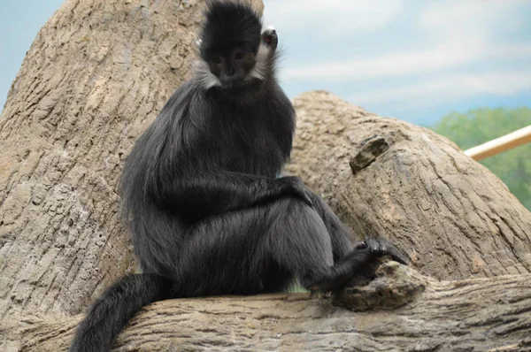 Francois Langur maymun