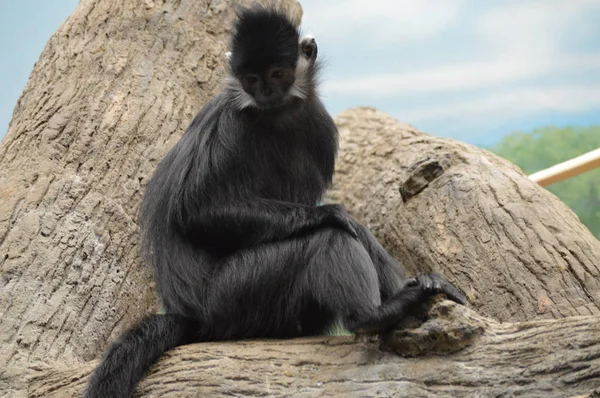 Francois Langur maymun