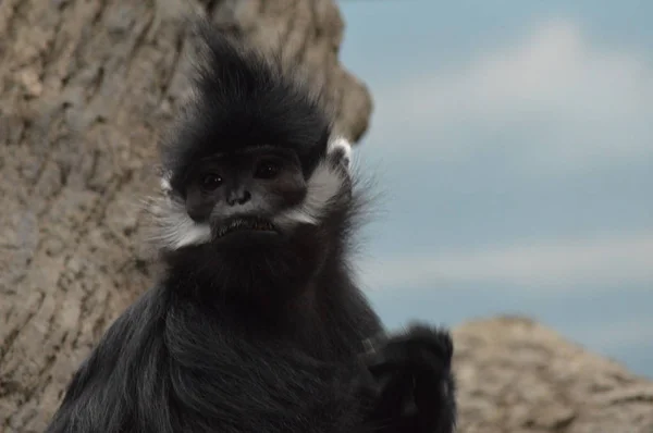 François Langur Macaco — Fotografia de Stock