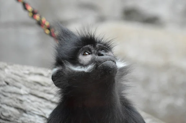 Francois Langur aap — Stockfoto