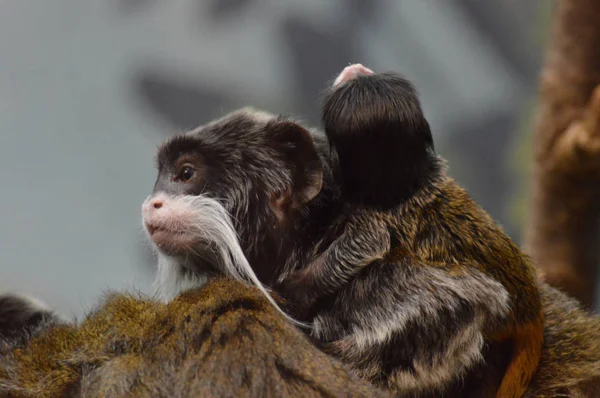 Un emperador Tamarin — Foto de Stock