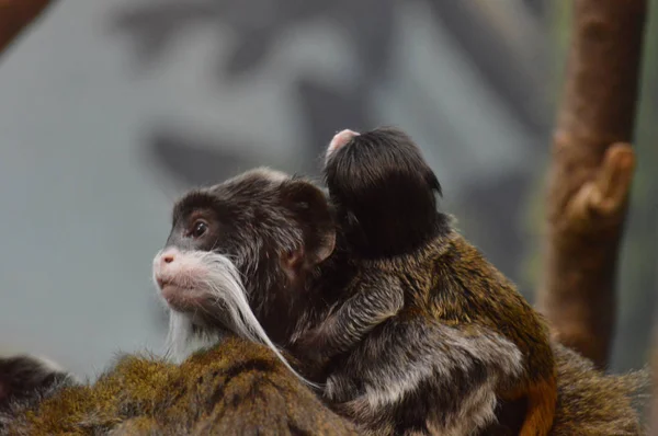 Un emperador Tamarin — Foto de Stock