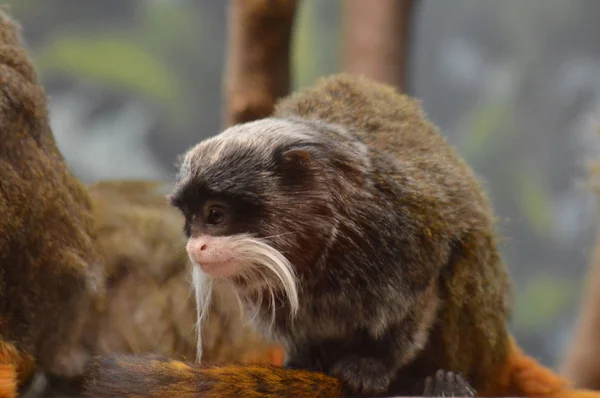 Emperor Tamarin — Stok fotoğraf