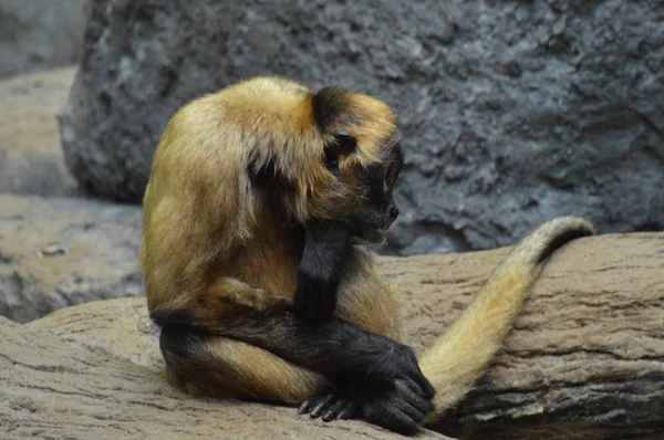 Um macaco-aranha — Fotografia de Stock