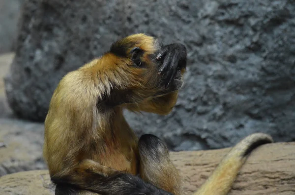 Um macaco-aranha — Fotografia de Stock