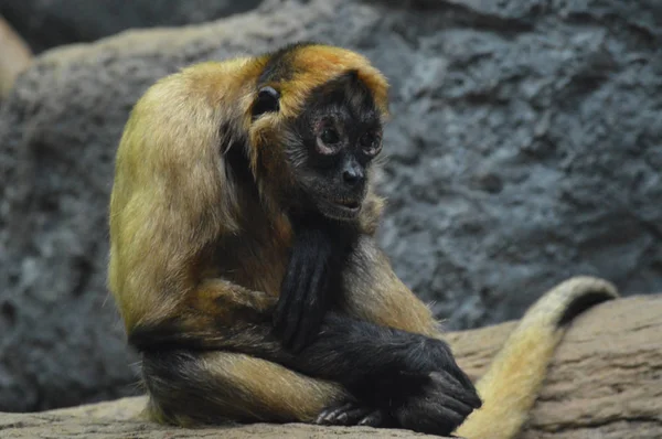 Um macaco-aranha — Fotografia de Stock