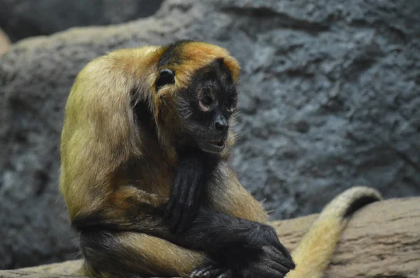 Um macaco-aranha — Fotografia de Stock