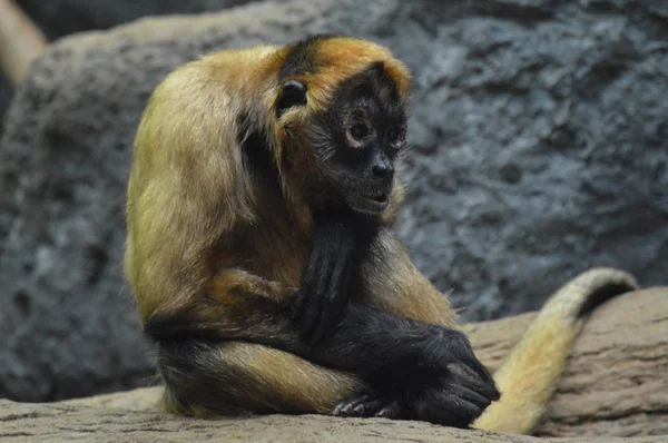 A Spider Monkey — Stock Photo, Image