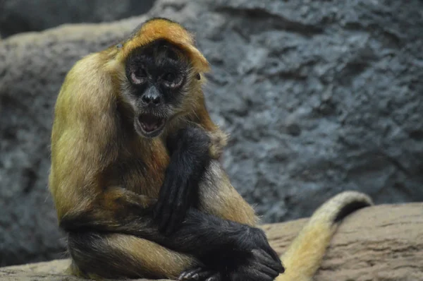 Um macaco-aranha — Fotografia de Stock