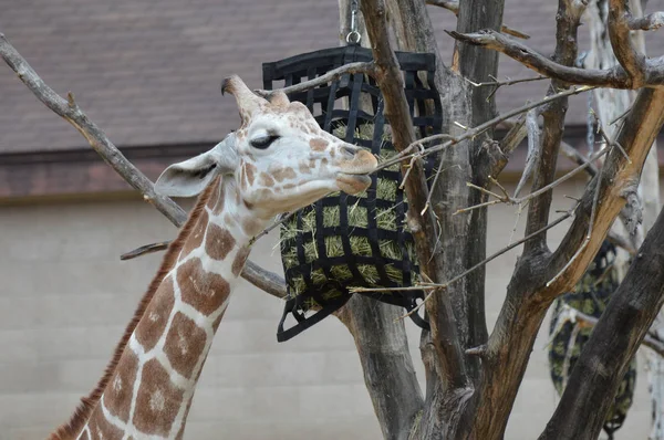 Girafe en plein air — Photo