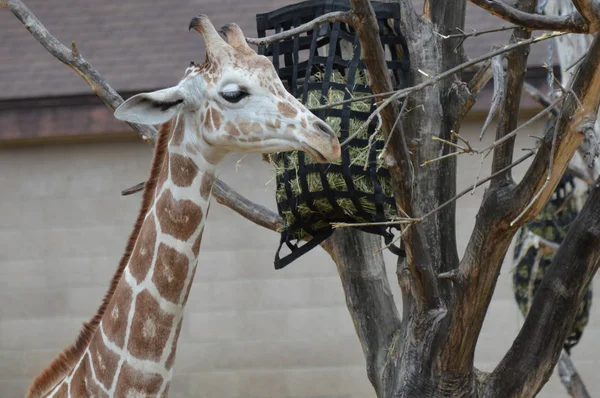 Açık havada zürafa