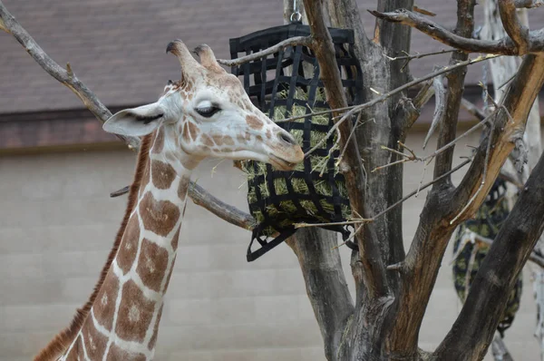 Açık havada zürafa