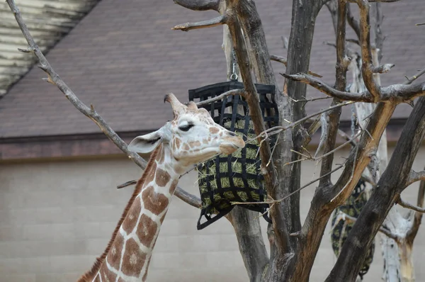 Açık havada zürafa