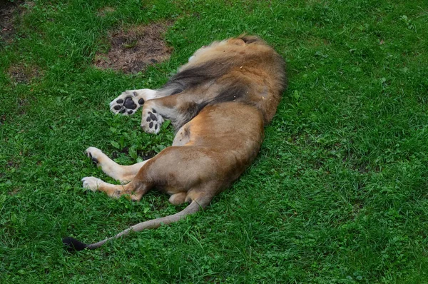 León durmiendo en la hierba — Foto de Stock