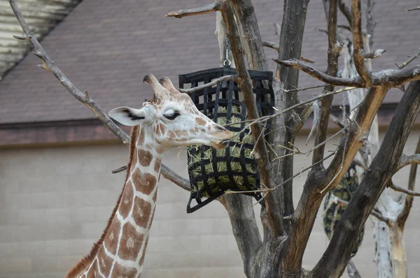 Açık havada zürafa