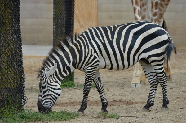 Zebra im Freien — Stockfoto