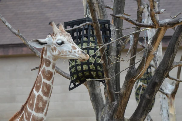 Açık havada zürafa