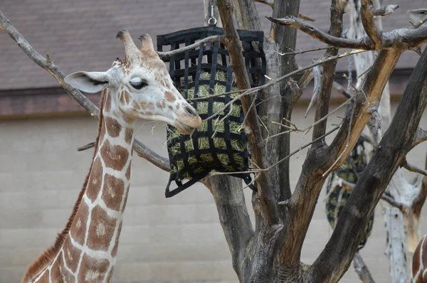 Açık havada zürafa