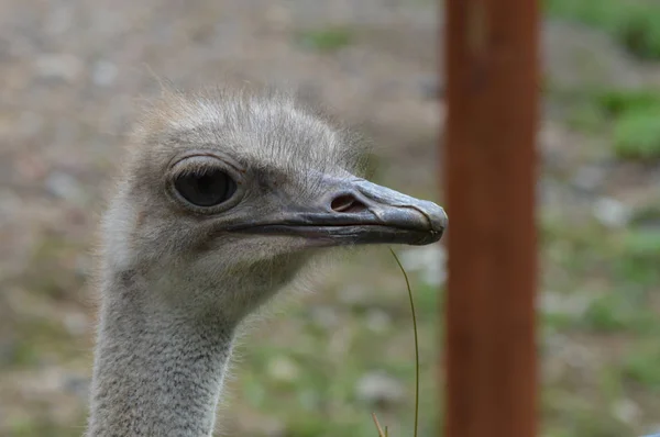 Rosto de uma avestruz — Fotografia de Stock
