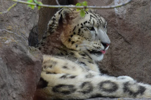 En Snow Leopard - Stock-foto