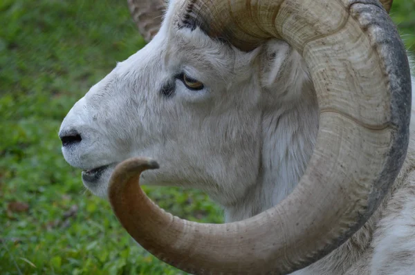 Una oveja Dall —  Fotos de Stock