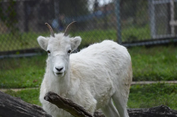 野生の羊 — ストック写真