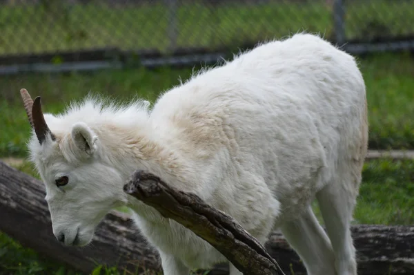 A Dall Sheep — Stock Photo, Image