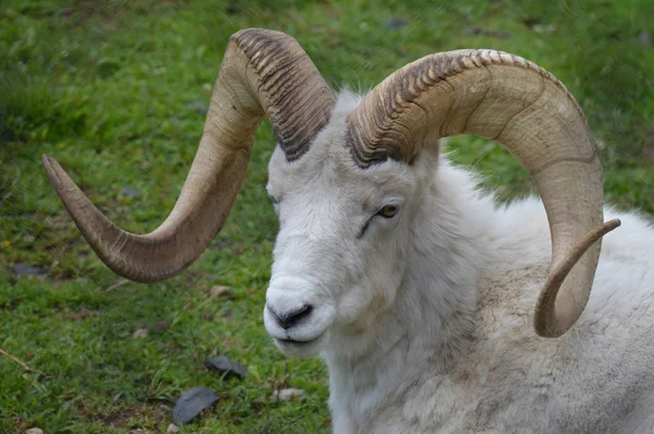 A Dall Sheep — Stock Photo, Image